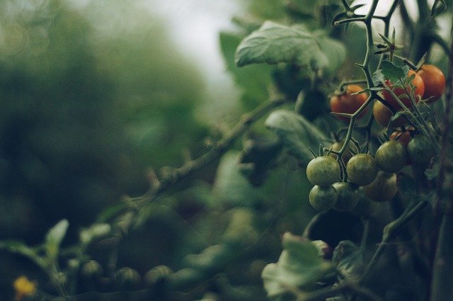 10 Tips Menanam Tomat Agar Cepat Berbuah