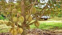 cara budidaya bonsai buah durian