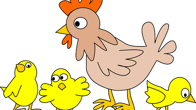 perbedan antara ayam kampung dan ayam broiler