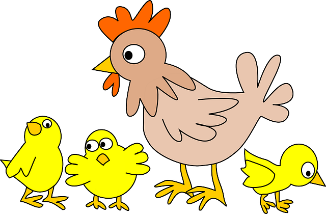 perbedan antara ayam kampung dan ayam broiler
