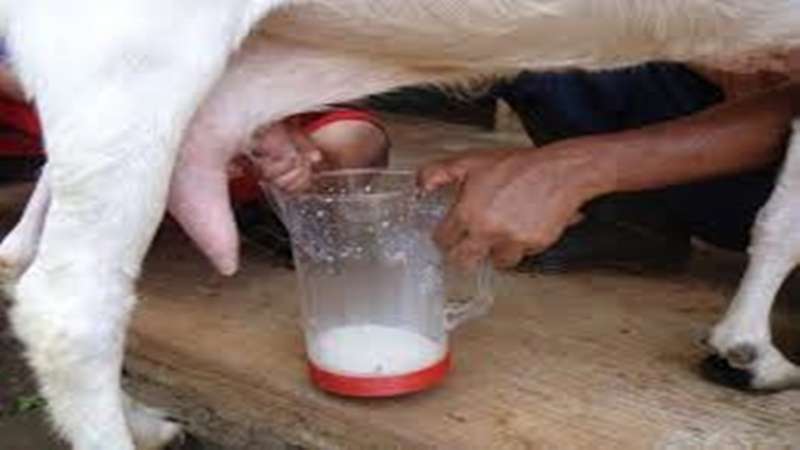 cara memeras susu kambing