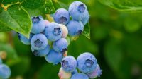 cara menanam buah blueberry
