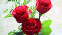 cara menanam dan merawat bunga mawar