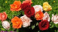 cara merawat bunga mawar yang benar