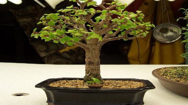 cara merawat dan menanam bonsai di dalam ruangan