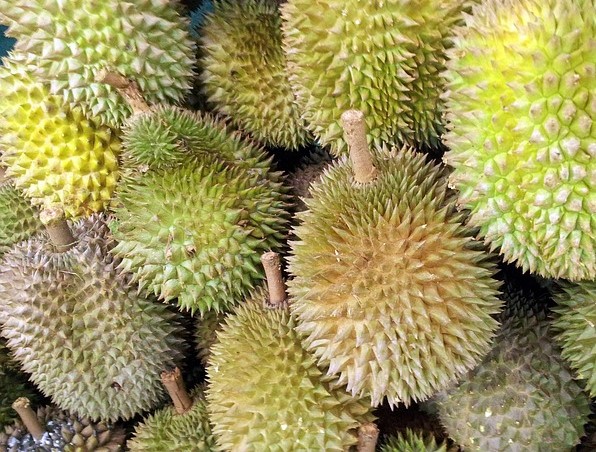 cara menanam durian dari biji