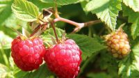 ini cara mudah menanam buah raspberry