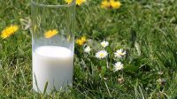susu juga bisa dijadikan sebagai pupuk tanaman hias