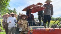 Wakil Bupati Irawan Topani Hadiri Panen Raya Serentak Di Marang
