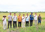 Padi Biosalin, Inovasi Cerdas Ubah Tambak Asin Jadi Sawah Produktif di Lampung Selatan