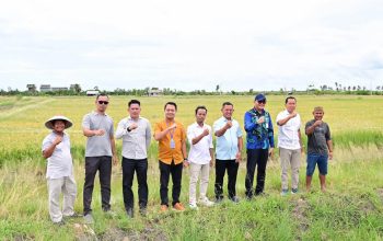 Padi Biosalin, Inovasi Cerdas Ubah Tambak Asin Jadi Sawah Produktif di Lampung Selatan
