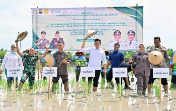 Pemkab Lampung Selatan dan Kejati Lampung Dorong Ketahanan Pangan lewat Ekspansi Padi Biosalin di Sragi
