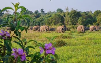 Konflik Gajah di Way Kambas Jadi Perhatian Serius, Ini Strategi Pencegahan Jangka Panjangnya