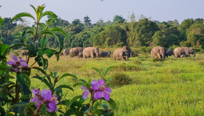 Konflik Gajah di Way Kambas Jadi Perhatian Serius, Ini Strategi Pencegahan Jangka Panjangnya
