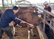 Pemprov Lampung Tegaskan Pasokan Daging Sapi Aman