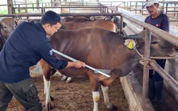 Pemprov Lampung Tegaskan Pasokan Daging Sapi Aman