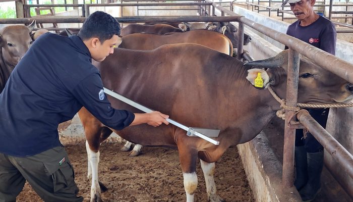 Pemprov Lampung Tegaskan Pasokan Daging Sapi Aman