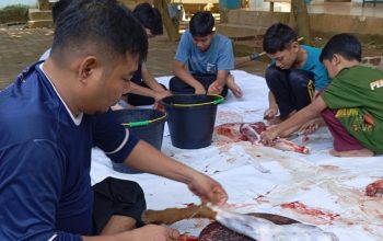 PPTQ Miftahul Jannah Bandar Lampung Sembelih 2 Sapi dan 3 Kambing pada Idul Adha 2026