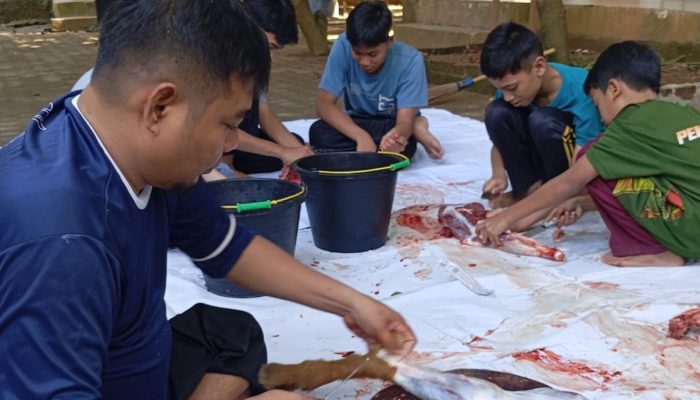 PPTQ Miftahul Jannah Bandar Lampung Sembelih 2 Sapi dan 3 Kambing pada Idul Adha 2026
