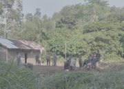 Setelah Viral, Sekolah SD Satu Atap di Tanggamus Akhirnya Dibangun Permanen