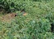 4 Hari Hilang, Pegawai Koperasi Keliling Ditemukan Tewas di Kebun Singkong Lampung Utara