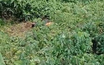 4 Hari Hilang, Pegawai Koperasi Keliling Ditemukan Tewas di Kebun Singkong Lampung Utara