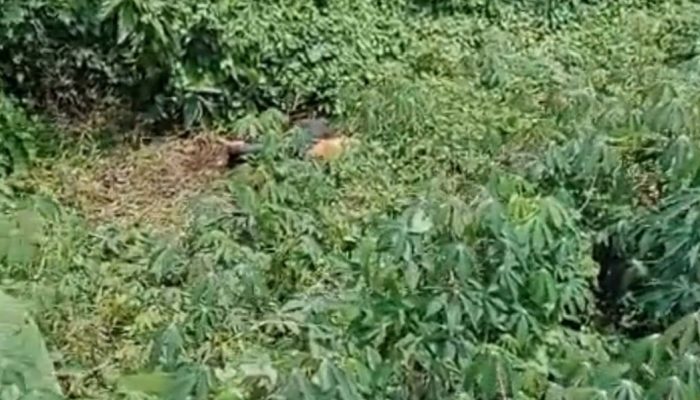 4 Hari Hilang, Pegawai Koperasi Keliling Ditemukan Tewas di Kebun Singkong Lampung Utara