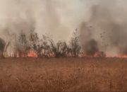 Kebakaran Lahan HGU PT Nakau di Lampung Utara, Puluhan Hektare Hangus