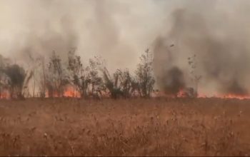 Kebakaran Lahan HGU PT Nakau di Lampung Utara, Puluhan Hektare Hangus