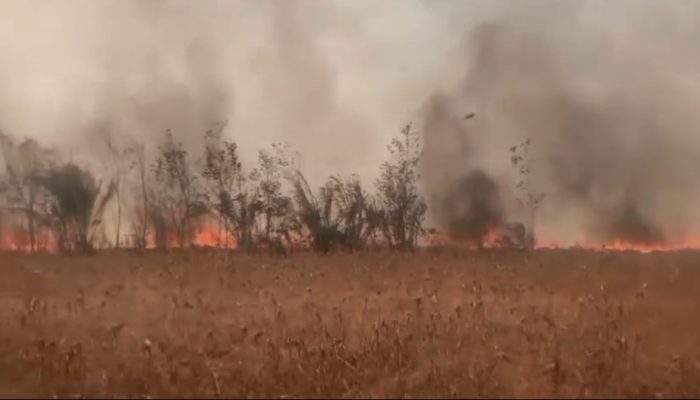 Kebakaran Lahan HGU PT Nakau di Lampung Utara, Puluhan Hektare Hangus